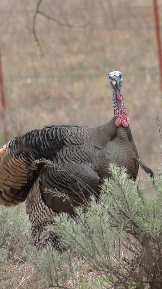 Still frame from the Mobo Gobbler hunt footage — real wild tom in full strut